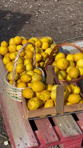 For lemon lovers 🍋💛👨🏼‍🌾  #harvesttime #asmr #fruits #lemon 