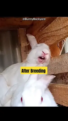 meet a funny male rabbit #BunnyBackyard #farm #BabyBunnies #knowyourrabbit #RabbitBreeding 
