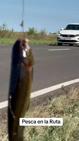 De camino a nuestras últimas grabaciones al Alto Parana nos encontramos con Manuel, que estaba pescando “mochitas” para carnada y charlamos un rato mientras pescaba y se lo queríamos compartir. La 