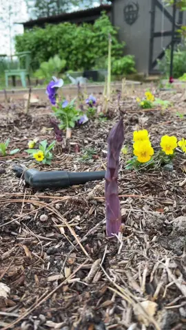 Asparagus is one of my favorite vegetables & it’s such a low maintenance plant, just takes a little patience  🥰 #growyourownfood #asparagus #gardening #organicgardening #zone9garden 