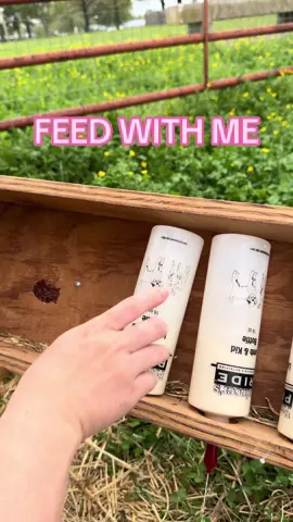 My last video was glithcing!  #goat #goats #goatfarm #asmr #farmasmr #farming #farm #feed #feeding #feedingroutine #morningroutine #nightimeroutine #chores #farmchores #feedwithme #closingshift #openingshift #sounds #dairy #dairygoat #formula #formulashortage #milk #goatmilk #goatsofticktok #babygoat #bottlebaby #healthadepopit #fy #fyp #goatmilk #goatlotion #goatmilklotion #goatmilksoap #goatmilkcheese #milkmachine #simplepulse 