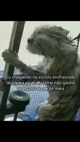 eu chegando encharcado da chuva para não perder o pé de meia do governo #viralvideo #fy #fyp #meme #foryou #foryoupage #gato #lula #programapedemeia 