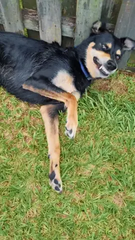 Poor dog scream painful for seizure epileptic in garden 🥹😰 #seizuredog #epileptic #poordog #fyp #emotional #animalseizure #epilepticdog #rescuedog 