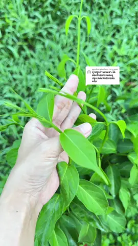 ตอบกลับ @สาราวธ สองศร #บ้านไร่เรียกทรัพย์ #ยอดผักเชียงดา #ผักเชียงดา #จอยจอยเองคุณแม่ลูกสาม #ครอบครัวสเสือ #เมนูสุขภาพ #ต้นกล้าพร้อมปลูก 