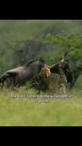 #amazinganimalsworld #wildlife #tiktok #recommendedforyou 