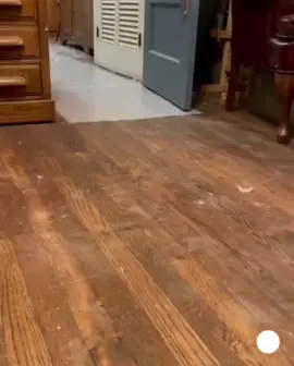 sáng ngủ quên kiểu 🤣🤣🤣 vịt bận rộn vịt cưng đi làm vịt chạy #petcung  #vịt #vịt trắng