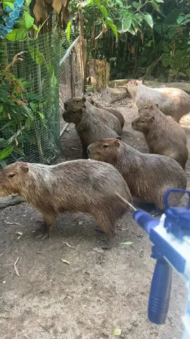 สงกรานต์หมดละ ทนอีกนิดนะ555 #capybara #ขาหมูแอนด์เดอะแก๊ง 
