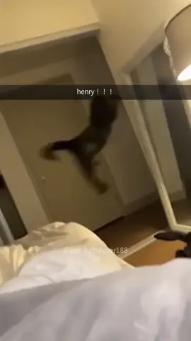 “Henry!!…..”😵😹 #c#catc#catsc#cutecatc#catloverc#catsoftiktokf#fypf#foryouf#foryoupagef#funnyf#fypシf#funnycatf#funnyvideosf#funnytiktokf#funnyanimalskitty #catmeme 