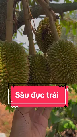 Trái ít hay nhiều thì nhớ phòng sâu đục quả, đục cuống nhé bà con mình ơi 🥰 #tiktok #xuhuong #saurieng #hitng #sauductrai #daklak47 #kỹthuậtsầuriêng  @hi_ Tây Nguyên 🇻🇳 