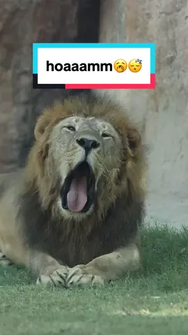 eh? eh? ini nguap atau nyanyi? ternyata di jam-jam genting begini si raja hutan juga sama kaya kita ya 🤭 #Lion #Singa #BaliZoo #ExploreBaliZoo #AnimalFact