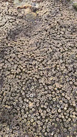 Asli cuy, bikin bulu kuduk merinding. Yang tau nama anemon laut satu ini, coba komen dibawah. #phobia #beach #fyp 