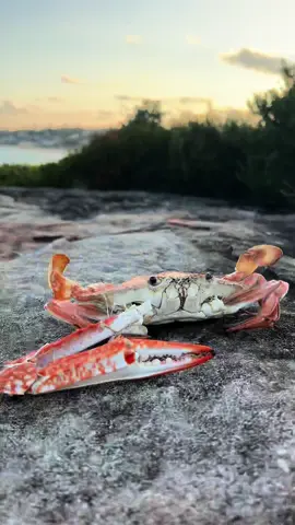 Crab was slightly undercooked but oh well #fyp #viral #catchandcook #story #storytime #sunset #dive #crab 