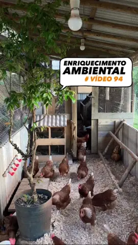 # VÍDEO nº 94: 🌱🐓♥️ Área de enriquecimento ambiental  •ASSUNTOS: #enriquecimentoambiental  #sistemacaipira #piquete #areaexterna  Sempre que puder dê preferência ao pequeno produtor(a) da sua comunidade, bairro, cidade, região 🚜🍃   #avicultura #ovo  #galinhapoedeira #produçãodeovos #ovocaipira #galinhacaipira #galinheiro #façavocêmesmo #rendaextra #roça #vidanaroça #vidanocampo #agro #pecuaria #bemestaranimal #manejo #boaspraticas #embrapa051 #novogen  #timelapse #agricultura #agriculturafamiliar