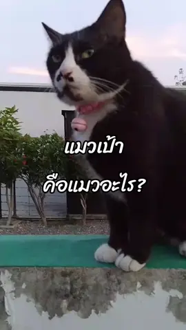 แมวเป้าคือ?#เทรนด์วันนี้ #แมว #แมวน่ารัก #แมวเหมียว #ความรู้ #fyp #fypシ #LearnOnTikTok 