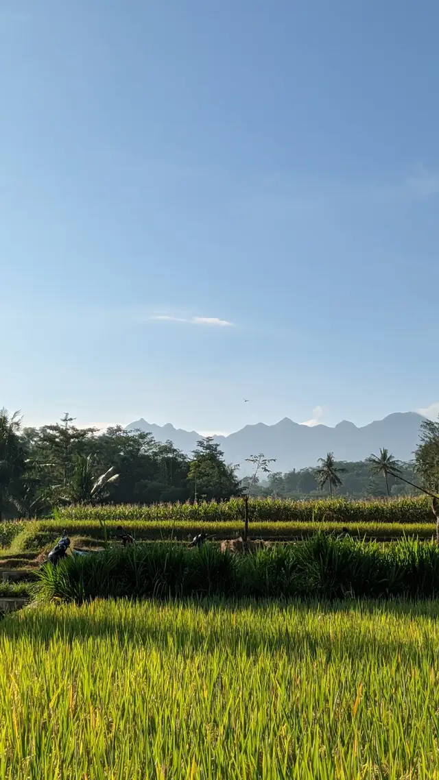 hasil gabut di sawah #morningvibes #pemandangan #sawah #fotografia #typography #fotografi #petani