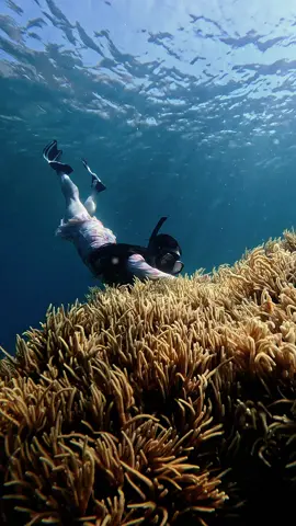 Tình yêu của em dành cho đại dương #vinhhy #bien #freediving #freedivinggirl #xuhuongtiktok 