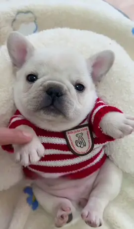 #french #animals #pet #frenchies #pets #PetsOfTikTok #frenchiebaby #cute #cutepet #cutebaby #pup #frenchbulldog #puppy #puppy #frenchies #puppies #puppytiktok #frenchiepuppies #dog #doggo #frenchiepuppy #doglove #fun #funnyvideo #dogsoftiktok #fyp 