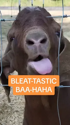 You got stop the bleat! 🐐😂🗣️ #cuteanimals #funnyanimals #farmanimals #farm #goats #bleat #animallover #petlover #funny #farmlife #outside #homestead #countrylife 🎥: ViralHog