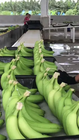 Es bellísimo 🥹 #lifeisbeautiful #lifeisgreen #platanos #platanosmexicanos #fincasplataneras #fincas #chiapas #frutasdetemporada 