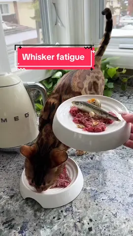 Are you feeding your cat from the wrong kind of bowl? 🤔 #whiskerfatigue #catsoftiktok #catfacts #DidYouKnow #catnutrition #catfood #cattok #bengal 