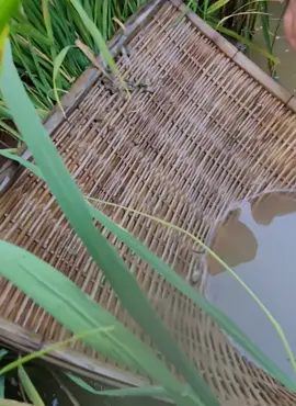 Wow a lot fish #bettafish