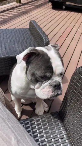 mookie is the CEO of puppy dog eyes when you have food 