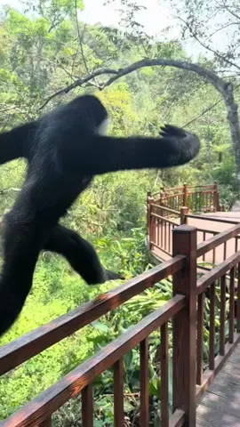amazing monkey 🦍 #fyp #omg #wow 