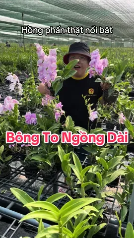 Một dòng hoa lan có chiếc ngồng hoa vừa dài, bông hoa lại to đẹp! Các bác sưu tầm nè! #vườn_lan #phonglan #hoalan #chăm_sóc_cây #lan #dạo_vườn #vườn_lan_đẹp #orchids #typhulanrung #hoa_lan_rừng #ngắm_hoa_mỗi_ngày #hoa_xinh #hoa #landenro #xanh_cốm_huyền_thoại #nông_dân #hồng_phấn 