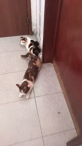 #catslovers #cats #petlover #catmatingcall #catinheat  #catsoftiktok 