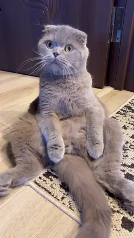 Кокос😹 #кіткокос #кітукраїнець #відеоприколиукраїнською #прикольніозвучкикота #кіт #кот #кіттіктока #кітблогер #скотішфолд #кітікожанка #кітбандерівець #приколизшотландцами #відеоприколи #кітукраїнець💙💛 #приколизкотами #перемогазанами💙💛💪 #смаколикидлякотів 