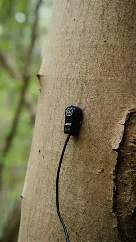 The sound of a tree creaking 🌳 On a windy spring day, I recorded a new tree creaking sound. This one is audible in the forest, you just have to listen carefully 👂 I enjoyed this concert for long minutes, what a pleasure!  #nature #sound #Science #fyp #pourtoi 