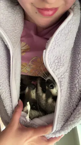they dont understand personal space 🦝