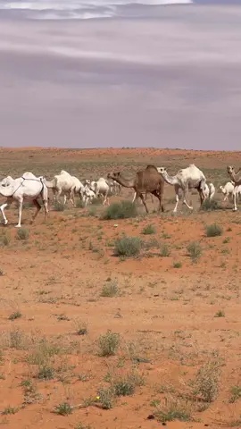 #النفود_الكبير #ربيع_الشمال #الابل_عطايا_الله_عشاق_البداوة_🐪😍 #نواف_منيف 