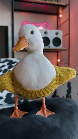Pedro #trending #trend #pedro #techno #PetsOfTikTok #pets #dancing #petduck #duck 