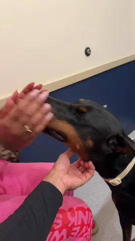 The journey begins now! Cora’s gonna be ready for summer ☀️ big s/o to @Bond Vet for always showing my kids love!