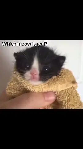 Which meow is real? #cat #meow #meme #tiktok #fyp