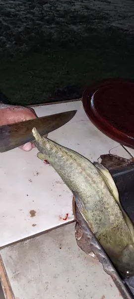 Limpieza de Armados por Aldo de Pezcamania en el Somu Corrientes Empedrado 