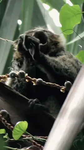 Mamãe e filhote de Macaco Parauacu (𝑃𝑖𝑡ℎ𝑒𝑐𝑖𝑎 𝑐ℎ𝑟𝑦𝑠𝑜𝑐𝑒𝑝ℎ𝑎𝑙𝑎) #parauacu #pitheciachrysocephala #amazonas #amazonia #primatas #amazonrainforest #florestaamazonica 