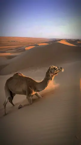 #عبدالرحمن_مسعد #quran #اكتب_شي_توجر_عليه #راحة_نفسية #ارح_سمعك_بالقران #muslim #muslimtiktok #islam #قران_كريم #لا_اله_الا_الله #foryou #quranrecitation @scenery_quran1_englisch 