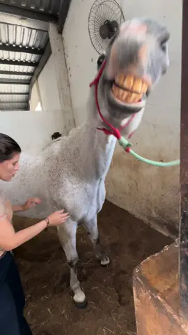 Meu cacto ambulante 😂 #meme #cavalos #karolconka #souigualcacto #humor #viral #trend #fyp #pravoce 