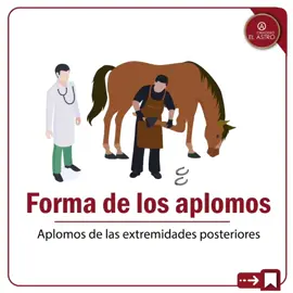 🤓 Hoy aprende de los aplomos de las extremidades traseras de los Caballos 🐴  📖 Hoy traemos las ilustraciones del libro de “El Caballo de Paso: Estudio Ilustrado de Sus Aires” del Dr Rolando Colón 👏🏻  🤓 Con estas ilustraciones, puedes aprender de la correcta conformación de los aplomos de los posteriores de los caballos y algunas desviaciones comunes.  🚨Ten en cuenta que si se detectan rápidamente, se pueden tratar con la ayuda de los expertos veterinarios y herreros. ✅ 🤔 Cómo te parece la ilustración? Dejanos tus opiniones en los comentarios y comparte a tus amig@s que deseas que la tengan😃 #viveapasofino #aprendedelccc #importanciadelosaplomos #pasofinocolombiano #trochapuracolombiana #trochaygalopecolombiano #troteygalopecolombiano 