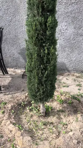 #Dia7 #yacrecieron #pajaritos #gorrion #bebes #enmijardin #nido #preciosos #pino #encasa 