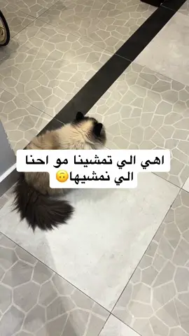 هريسه مسيطره علينا .. ما شاء الله تبارك الله🤍 