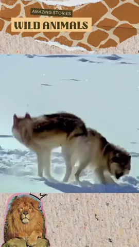 Wolf story. #wildanimals #animals #foryou 