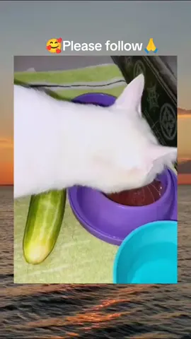 #cat #cute #catvideo #cutcat #funny #pet #funnyvideo #kitty #keşfet #keşfetbeniöneçıkar #keşfetteyizzz 