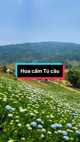 Một địa điểm đâu đó trong núi rừng Đà Lạt có một vườn hoa cẩm Tú cầu siêu đẹp luôn nha 🥰🥰 bạn nào chưa biết đường đi đến những địa điểm như vậy thì inbox cho tui nhe 😉😉 #dalat #dalatreview #dalatreviewtravel #latnoitravel #tourdalat #hoacamtucau 
