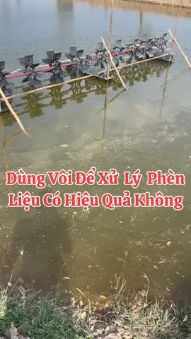 Dùng vôi để xử lý phèn liệu có hiệu quả không🥰🥰#nuoitomaodat #Chiasekinhnghiemnuoitom #xuhuong 