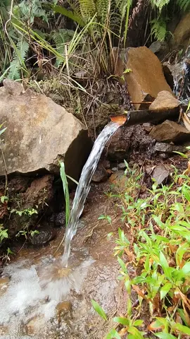 air mengalir langsung dari gunung #sumberairpedesaan #suasanakampunghalaman #fypシ゚viral #suasanapedesaan 