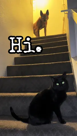Im most scaried of the #cat tbh #protectiondog 