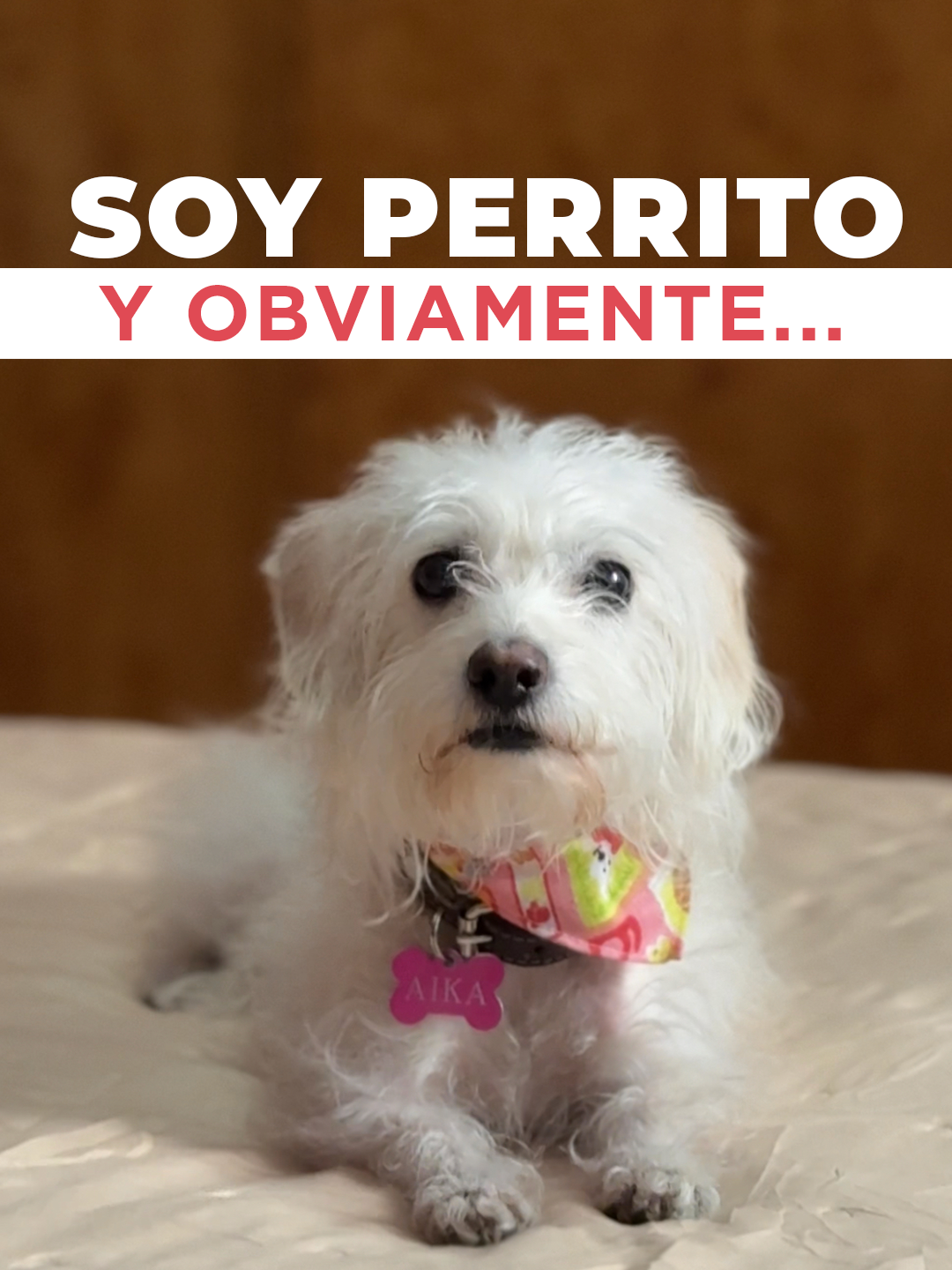 Soy perrito y OBVIO si ensucio mi humano lo arreglará en seguntos🐕 #mascotastiktok#perritos #limpieza #CleanTok #aspiradora #MiShark #UltraCyclone